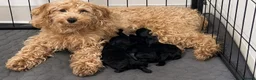 Cavapoo dogs for sale: Toy Cavapoo Puppies - Rare Teddy Bear Type - Advert 1