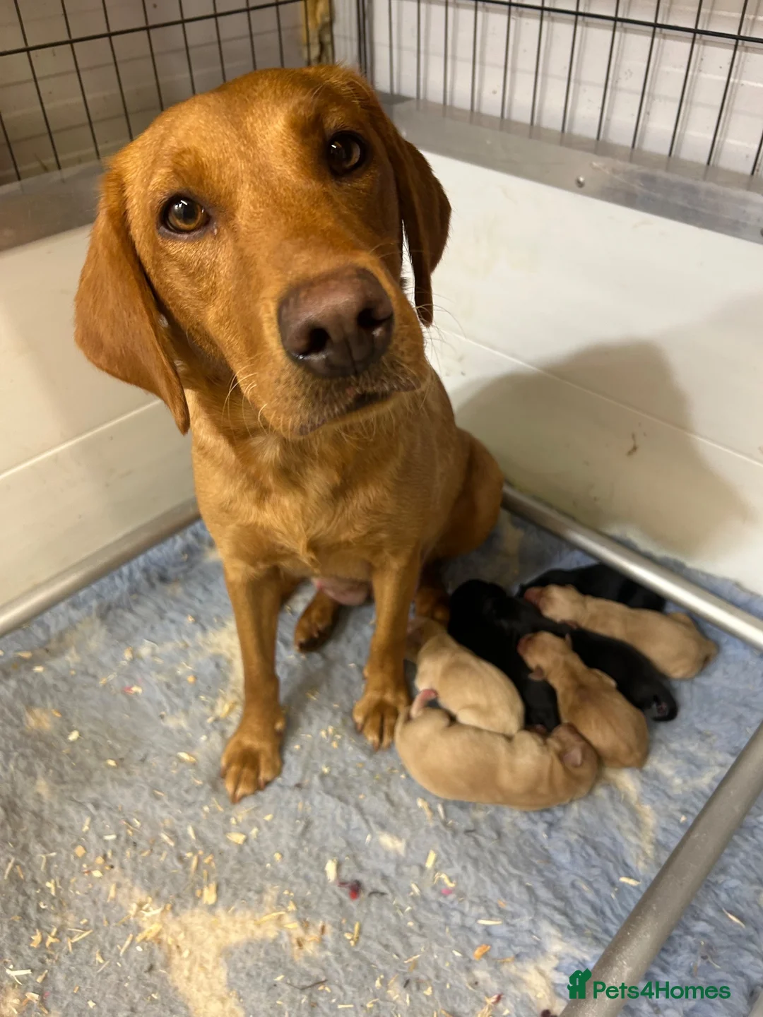 Labrador Retriever dogs for sale: KC Labrador Retriever Puppies - Advert 1
