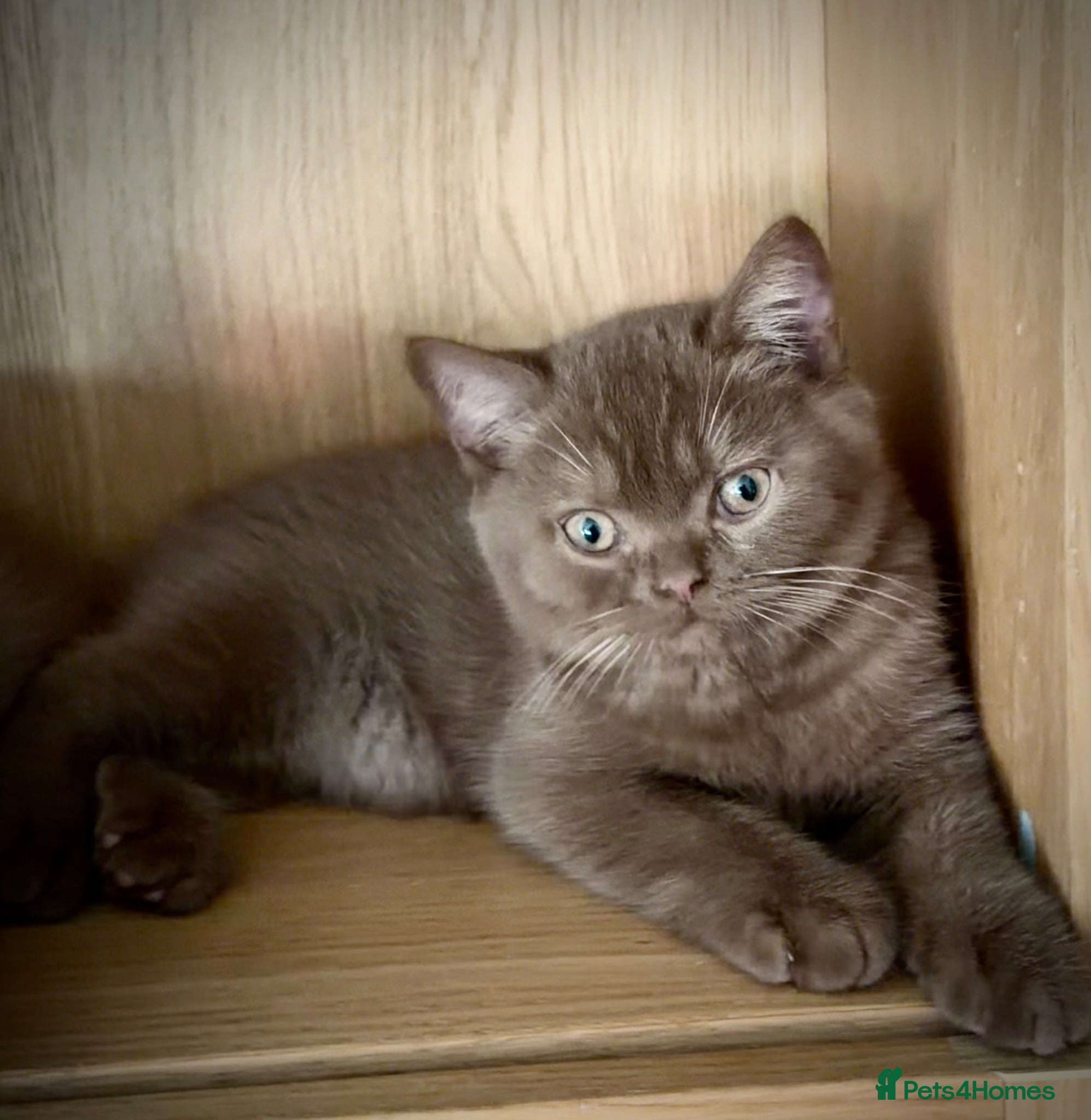 British Shorthair cats The handsome boy with an outstanding pedigree. - Advert 6
