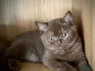 British Shorthair cats The handsome boy with an outstanding pedigree. - Advert 6