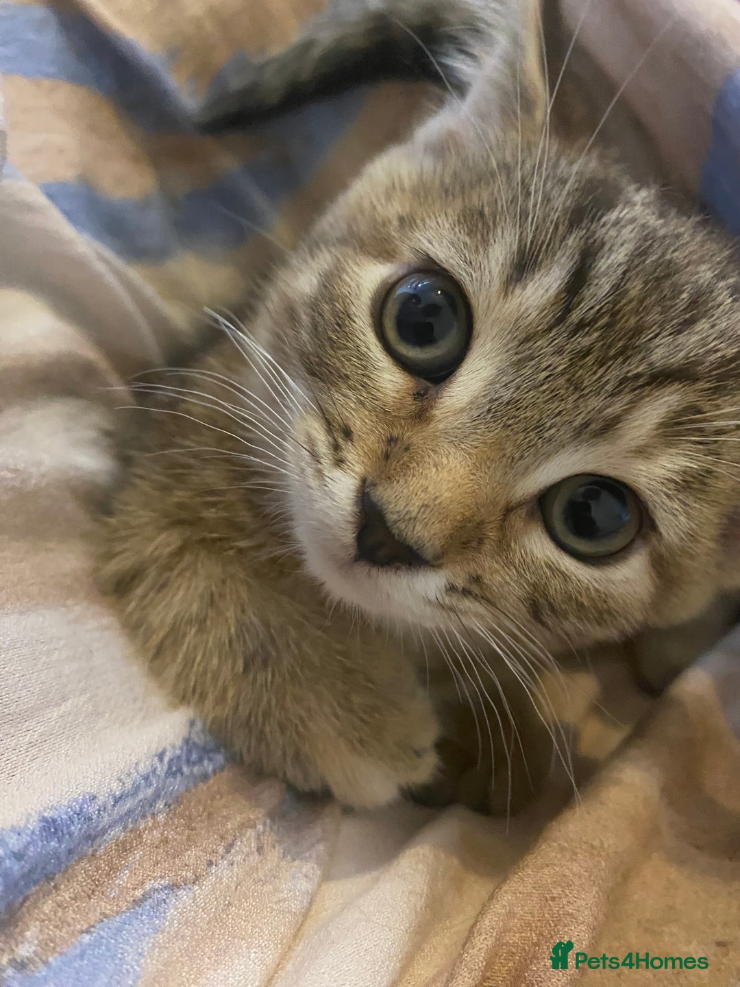 American Shorthair cats for sale: Female kitten looking for home - Image 3
