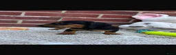 Dachshund dogs for sale: 5 gorgeous miniature dachshund puppy’s🐶 in Cullompton - Advert 33
