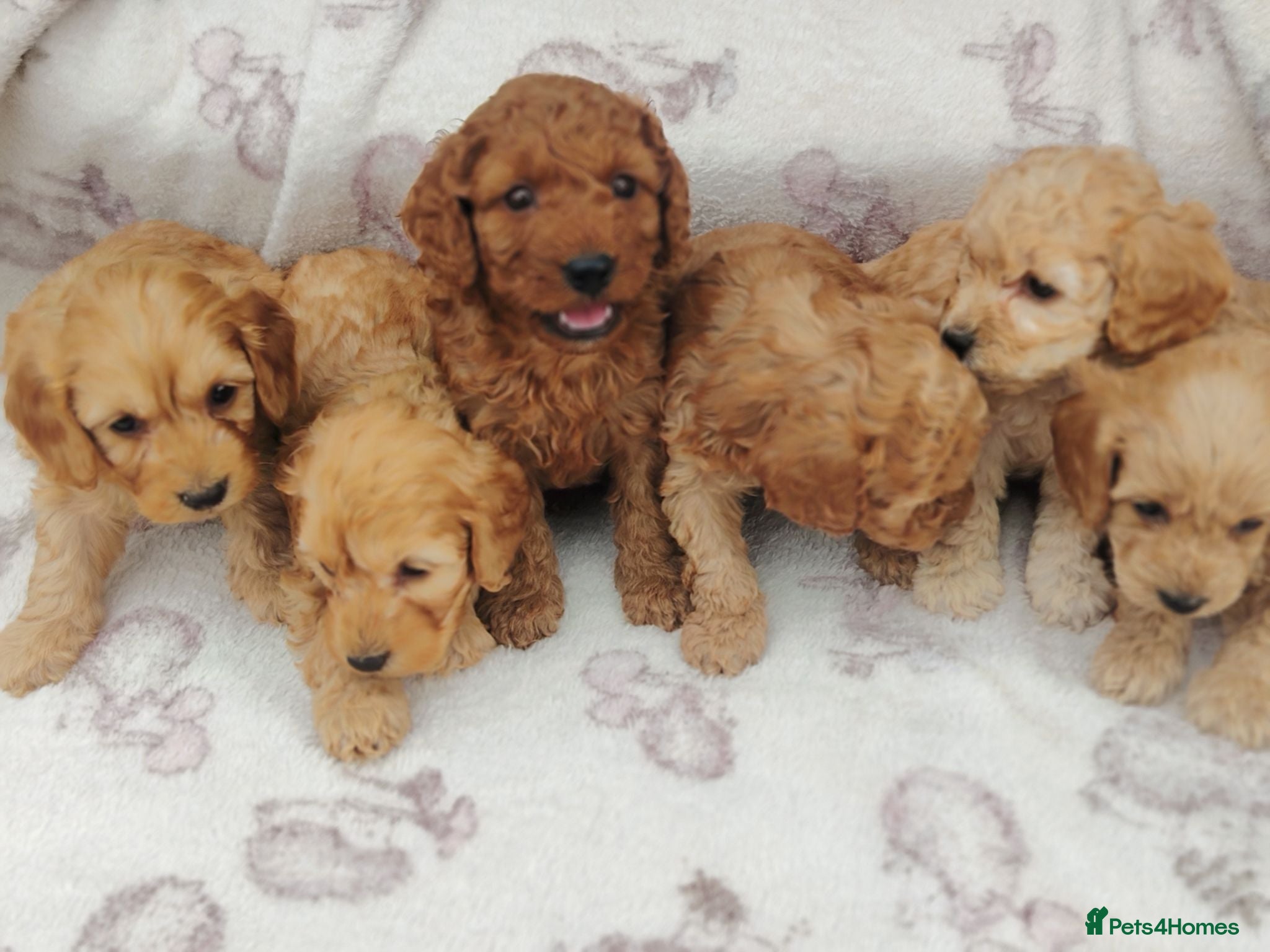 Cockapoo dogs Miniature cockapoo puppies  - Advert 2