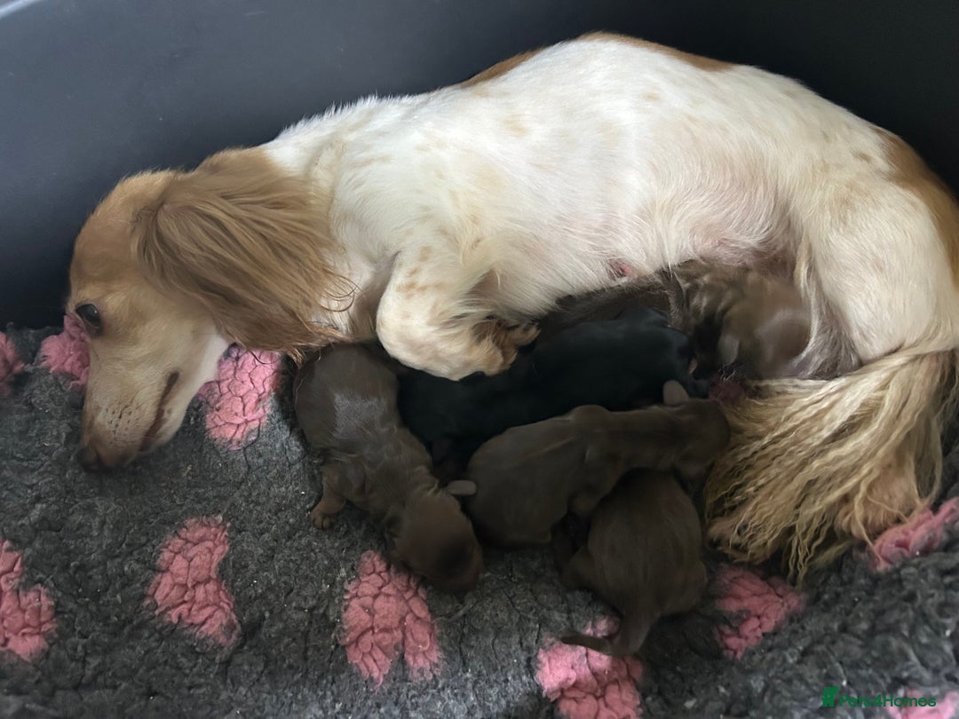 Dachshund dogs for sale: Mini Long-hair dachshund  - Image 17