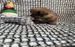 Mixed Breed dogs for sale: RARE  Shipom /pomshi Pomeranian and Shihtzu cross  - Image 4