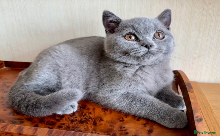 British Shorthair cats - Advert 8