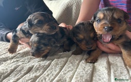 Jackapoo dogs for sale: 🐶🐾 F1 Minature Jackapoos 🐶🐾 - Image 1