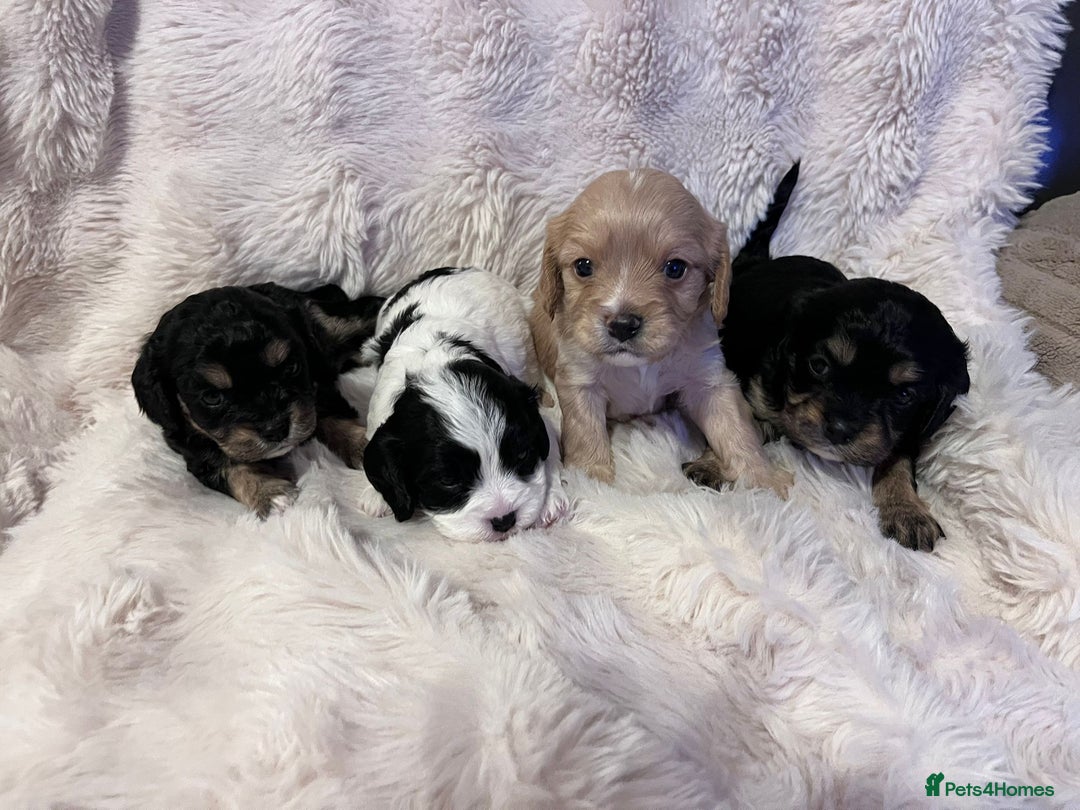 Cavapoo dogs for sale: Beautiful F1B REVERSE Cavapoos - Advert 7