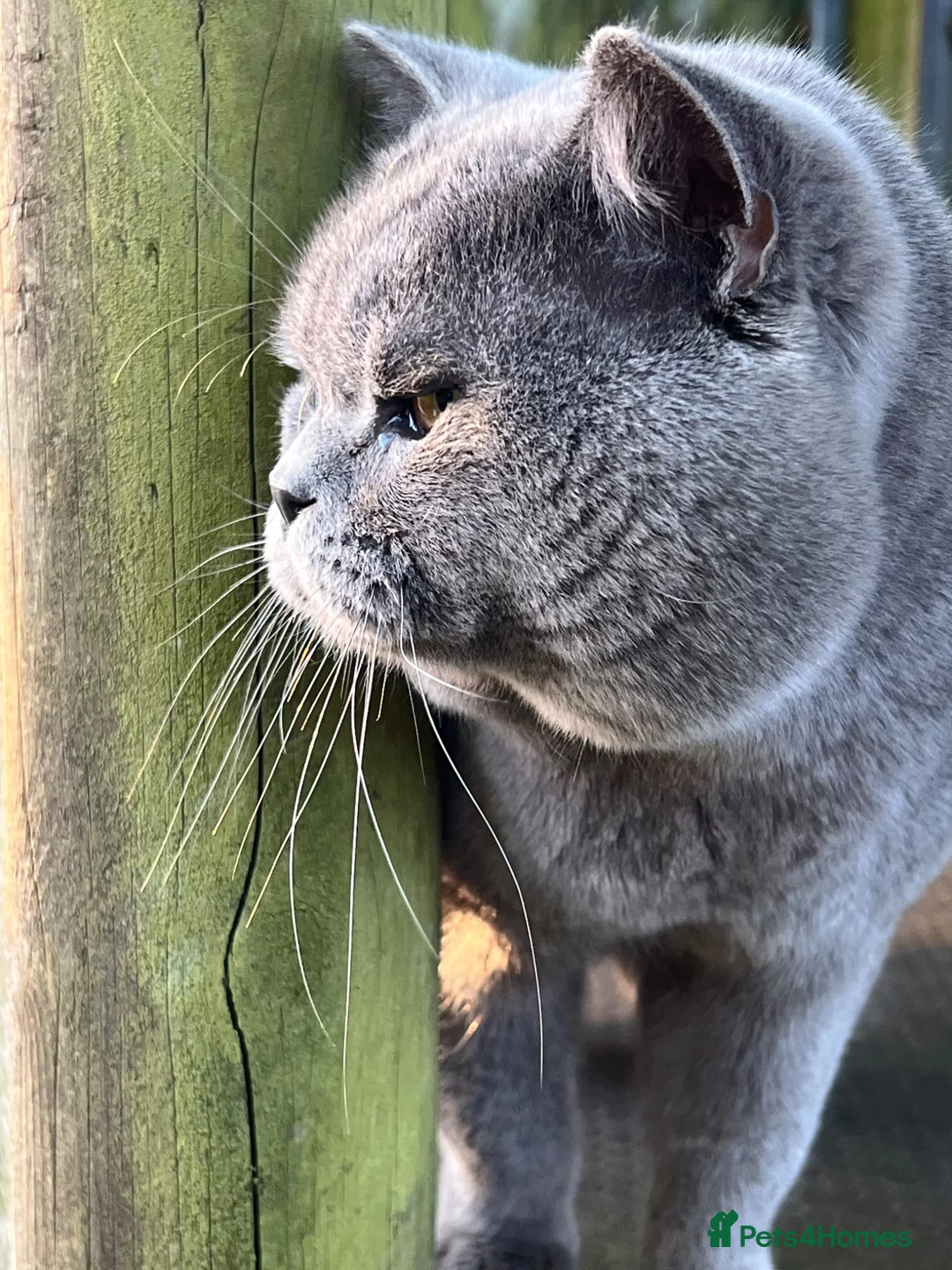 British Shorthair cats for sale: Beautiful British Shorthair & British Longhair  - Advert 2