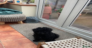 Mixed Breed dogs Miniature poodle cross Hungarian puli puppies. - Advert 2