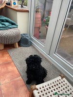 Mixed Breed dogs Miniature poodle cross Hungarian puli puppies. - Advert 2