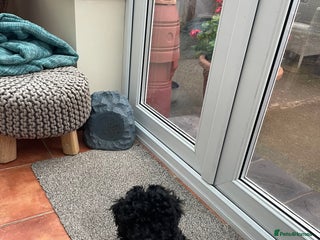 Mixed Breed dogs - Advert 14