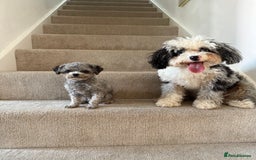 Toy Poodle dogs for stud: Smallest Silver Asian Micro Poodle In UK in Stevenage - Image 5