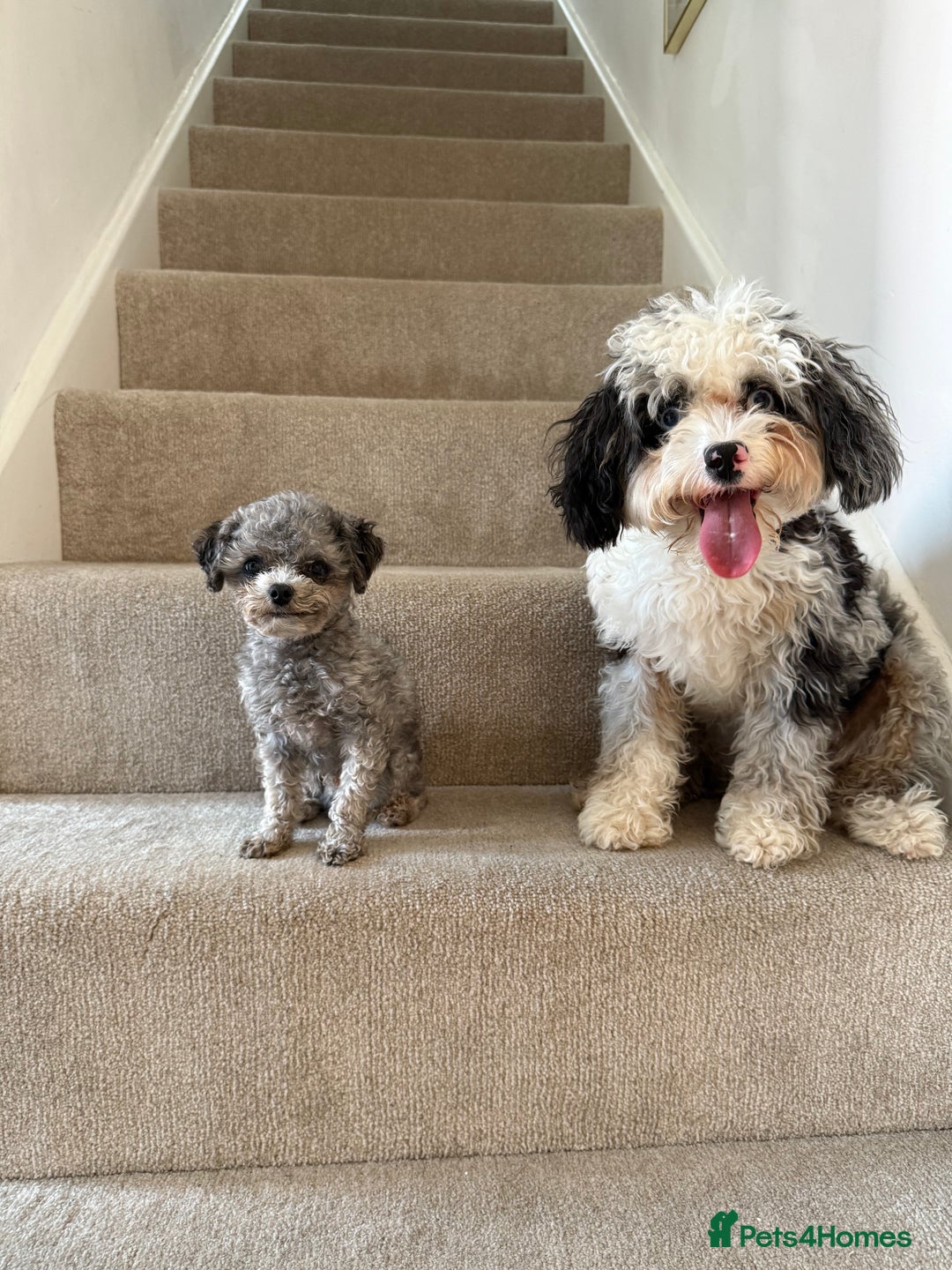 Toy Poodle dogs for stud: Smallest Silver Asian Micro Poodle In UK in Stevenage - Image 5