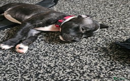 Staffordshire Bull Terrier dogs for sale: Full Staffordshire Bull Terrior puppies for sale - Image 15