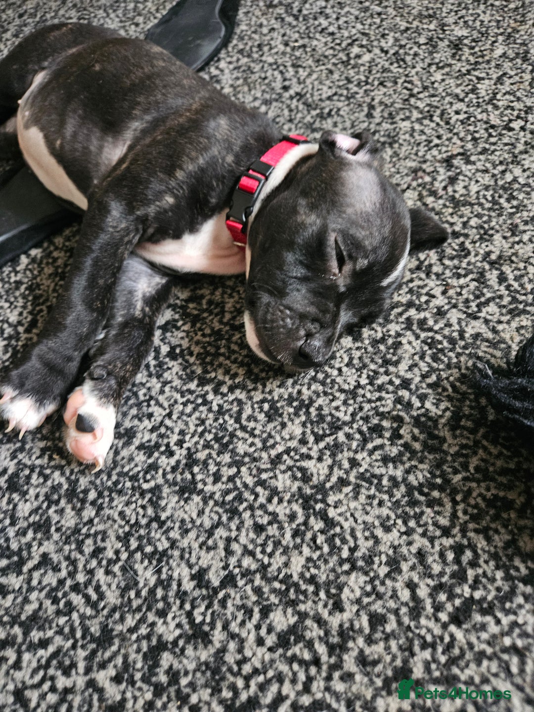 Staffordshire Bull Terrier dogs for sale: Full Staffordshire Bull Terrior puppies for sale - Image 15