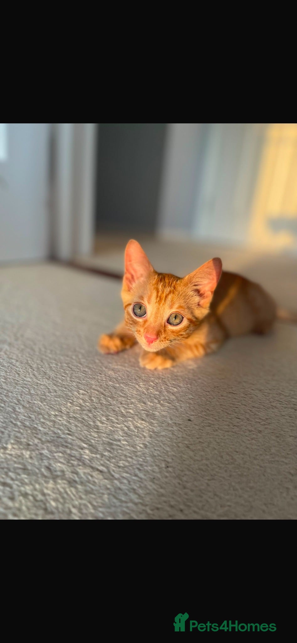 Mixed Breed cats Orange kitten for sale - Advert 1