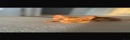 Mixed Breed cats for sale: Orange kitten for sale in Redhill - Advert 1