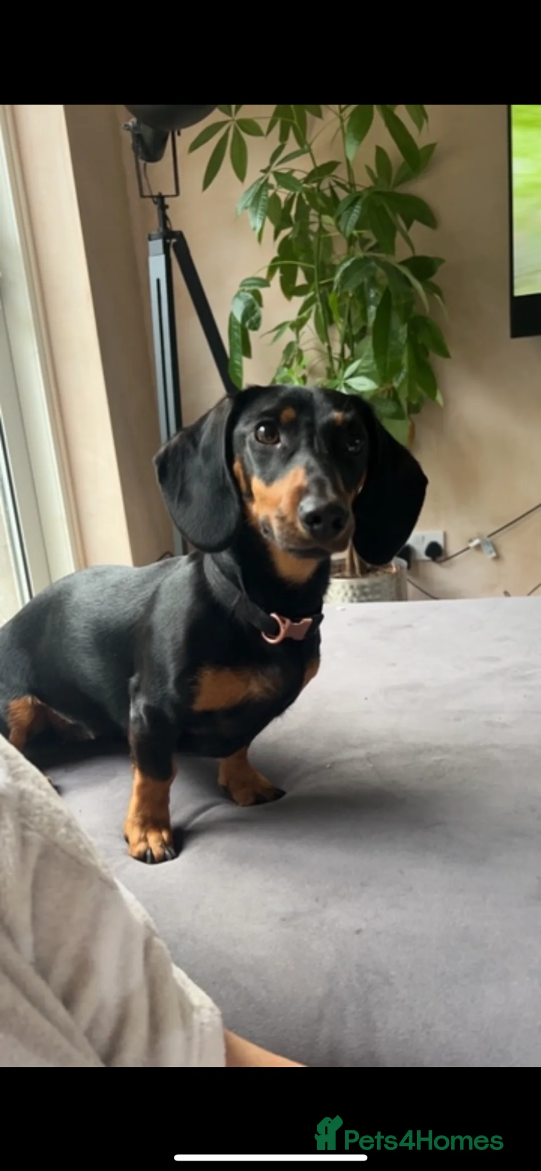 Dachshund dogs for sale: Beautiful 4yr old dachshund  - Advert 5