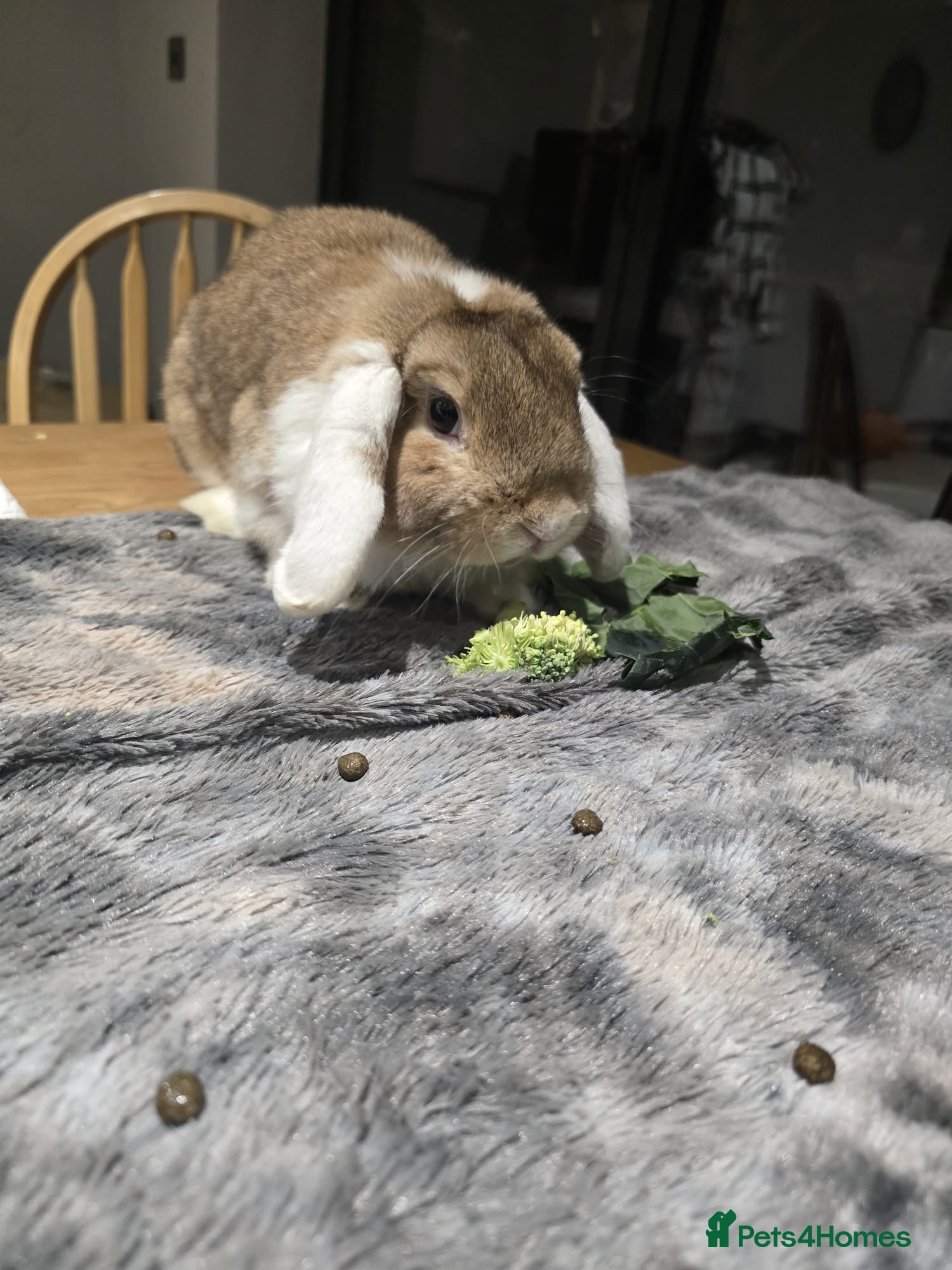Mini Lop rabbits 2x adult male mini lops for rehoming - Advert 17