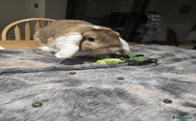 Mini Lop rabbits - Advert 1