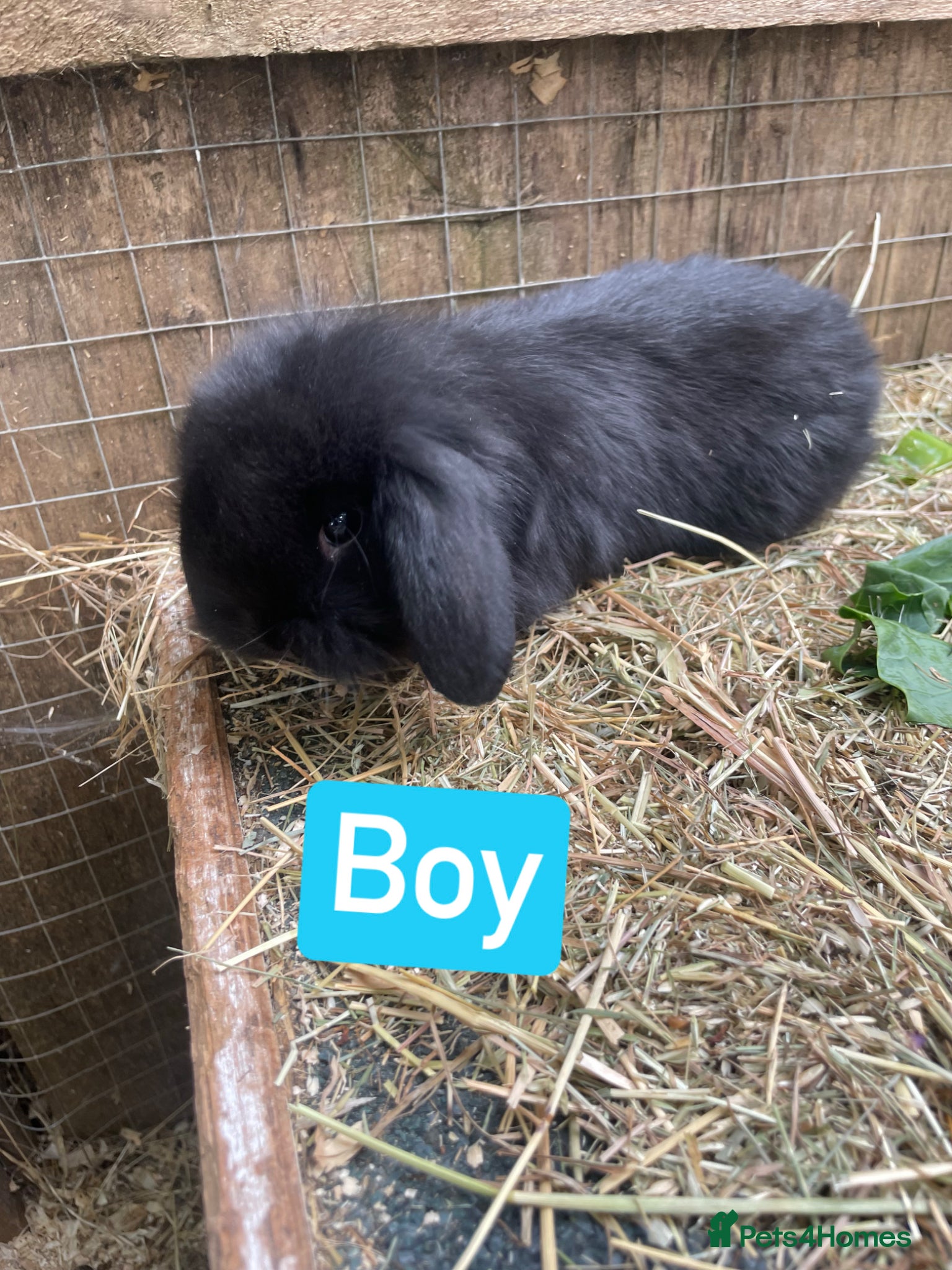 Mini Lop rabbits for sale: Beautiful mini lop babies - Advert 4