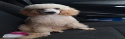 Cockapoo dogs for sale: Male cockapoo  - Advert 10