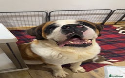 Saint Bernard dogs for sale: Outstanding chunky Saint Bernard puppies for sale - Image 19