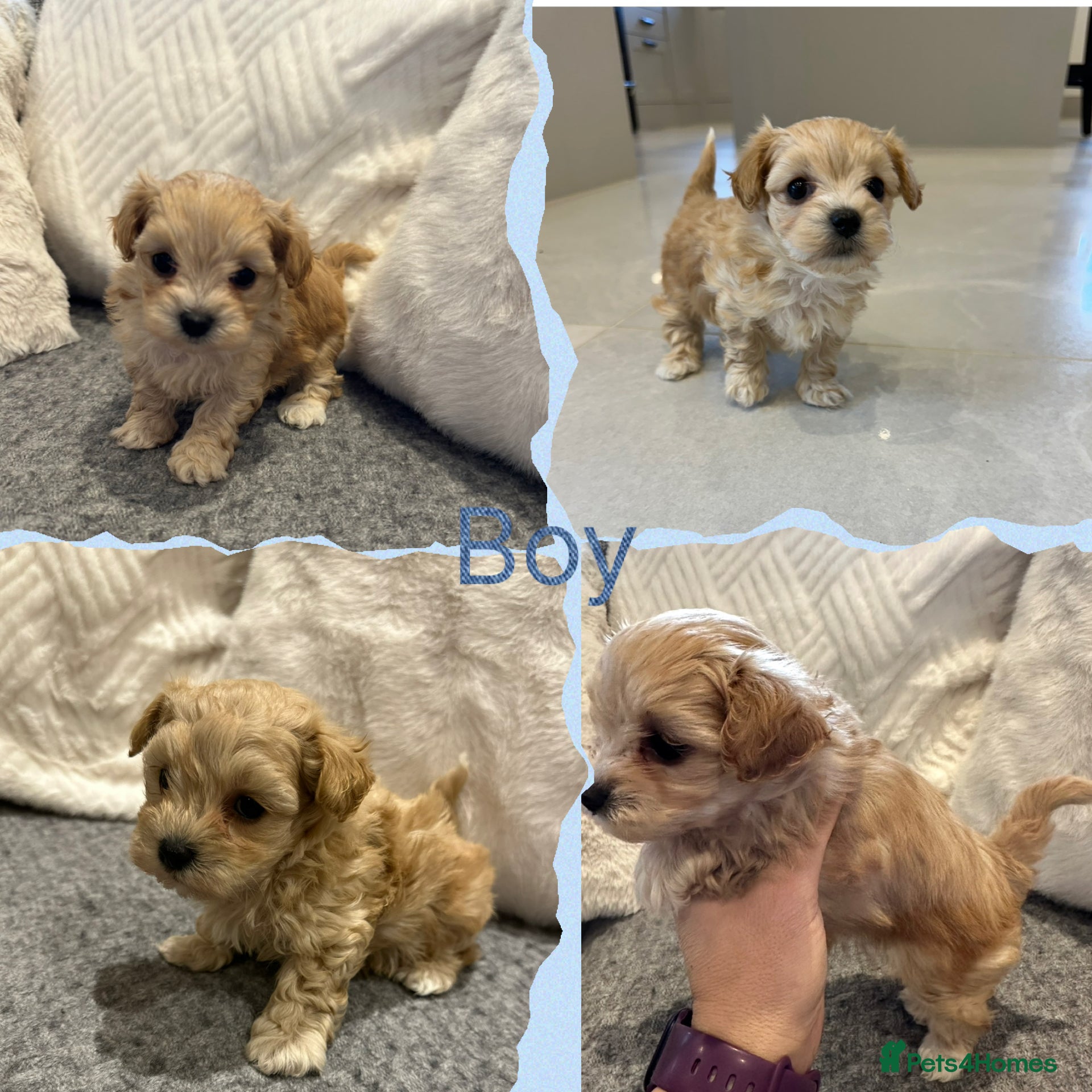 Maltipoo dogs F1 Tiny Maltipoo champagne puppies - Advert 6