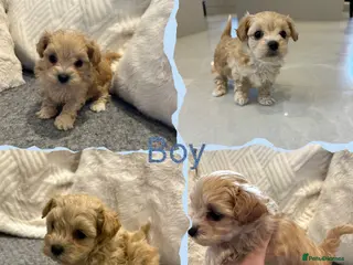 Maltipoo dogs F1 Tiny Maltipoo champagne puppies - Advert 2