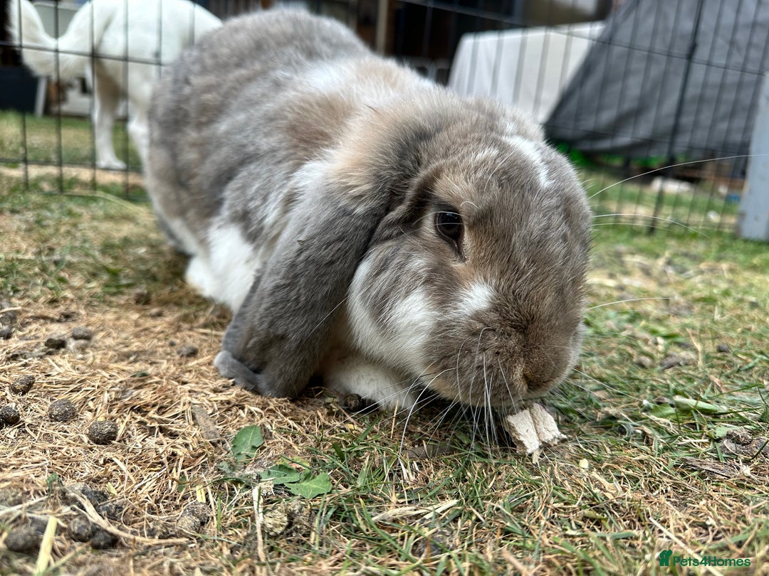 French Lop rabbits for sale: French lop male fixed  - Image 3
