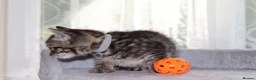 Mixed Breed cats for sale: Tabby Kittens  - Advert 13