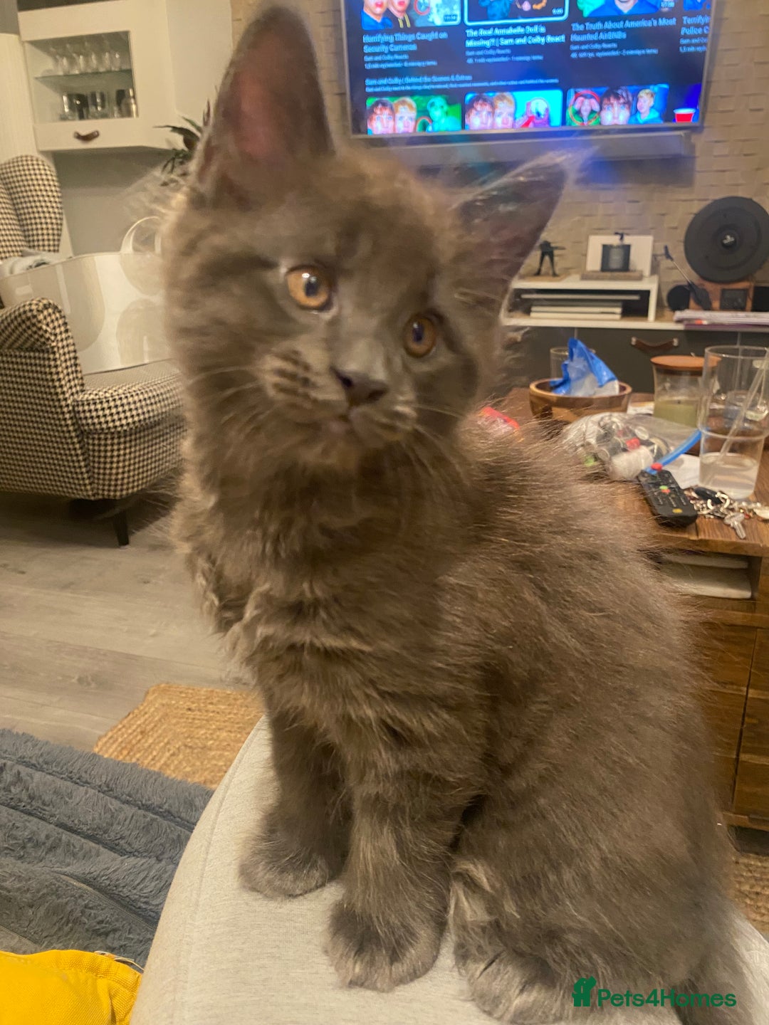 Maine Coon cats for sale: Maine Coon kittens  - Image 10