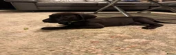 Great Dane dogs for sale: Ready now! Beautiful KC Great Dane puppies  - Advert 15