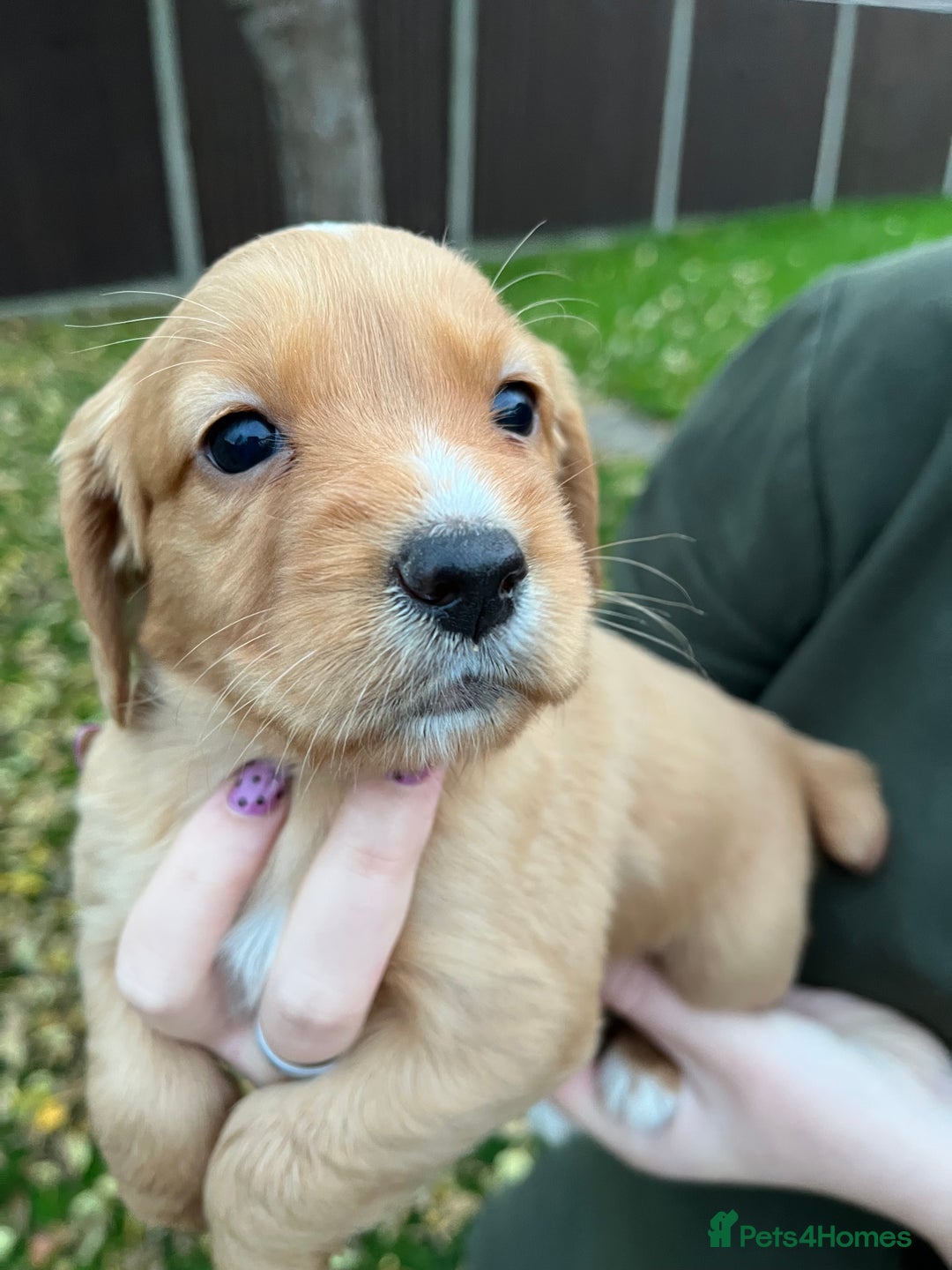 Cocker Spaniel dogs for sale: Working Cocker Spaniel Pups  - Advert 7