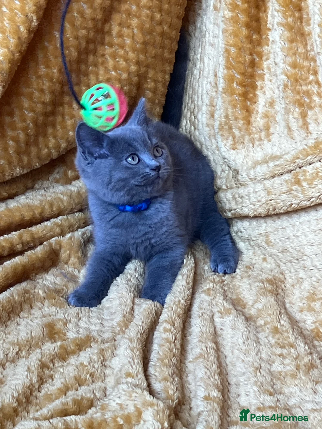 Mixed Breed cats for sale: 🏆GCCF Elizabeth (Ragdoll) x Toras (BSH) kittens🐾 - Advert 1