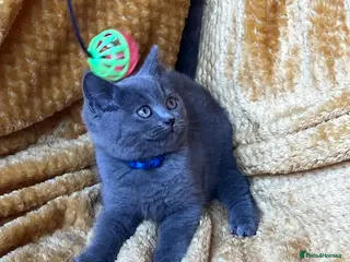Mixed Breed cats 🏆GCCF Elizabeth (Ragdoll) x Toras (BSH) kittens🐾 - Advert 1