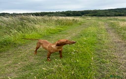 Hungarian Vizsla dogs for sale: 🐾KC Registered Hungarian Vizsla puppies🐾 - Image 10