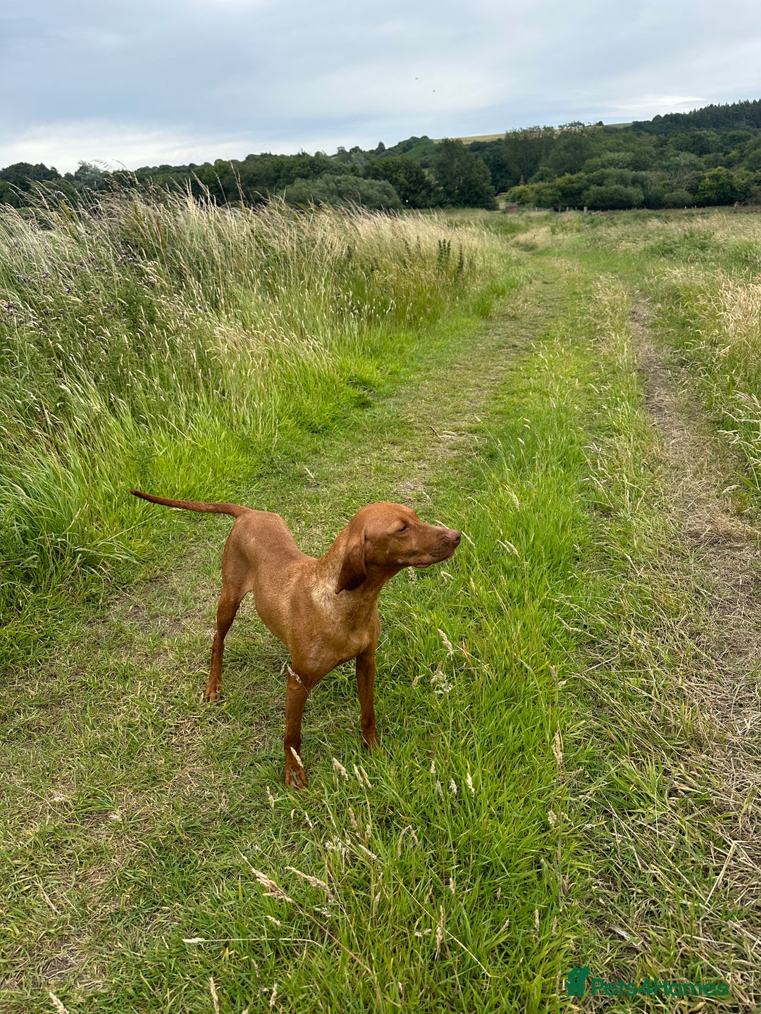 Hungarian Vizsla dogs for sale: 🐾KC Registered Hungarian Vizsla puppies🐾 - Image 10