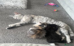Mixed Breed cats for sale: 3 gorgeous kittens 2 long hair 1 short  - Image 4