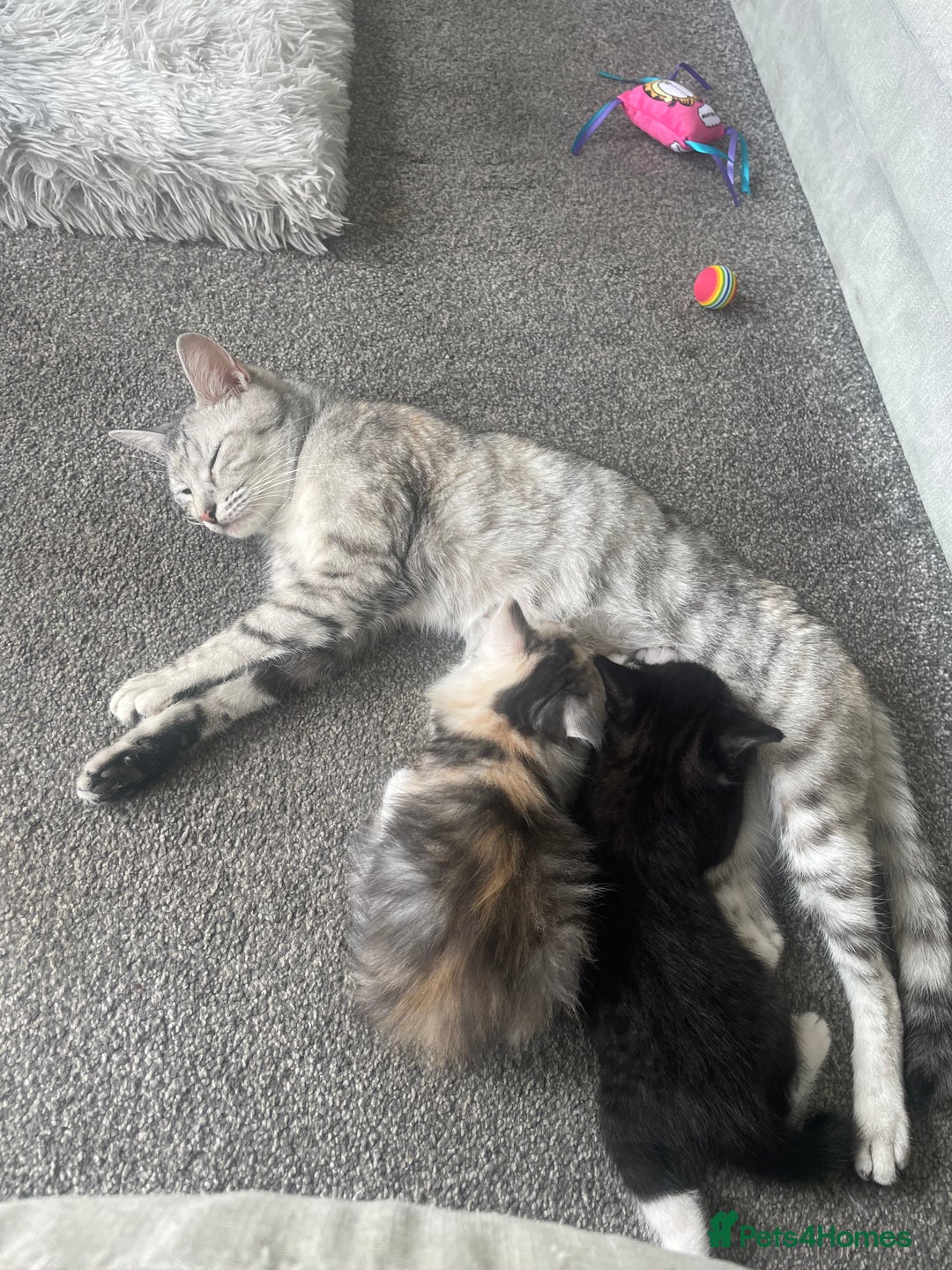Mixed Breed cats for sale: 3 gorgeous kittens 2 long hair 1 short  - Image 4