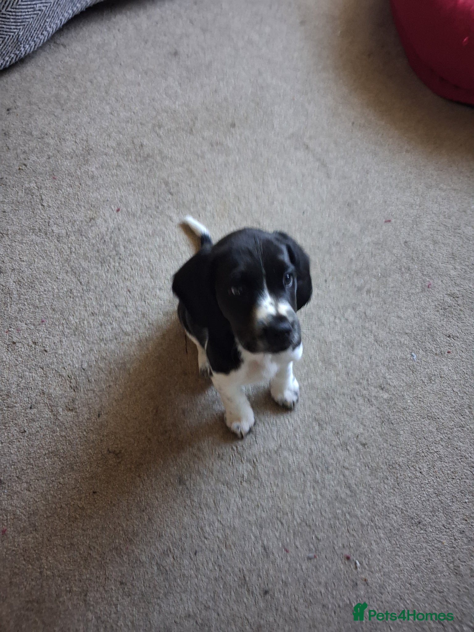 Bocker dogs 10 week old brocker - Advert 10