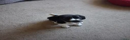 Bocker dogs for sale: 10 week old brocker - Advert 1