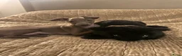 Italian Greyhound dogs for sale: Beautiful Italian greyhound baby boy  in Stoke-on-Trent - Advert 3