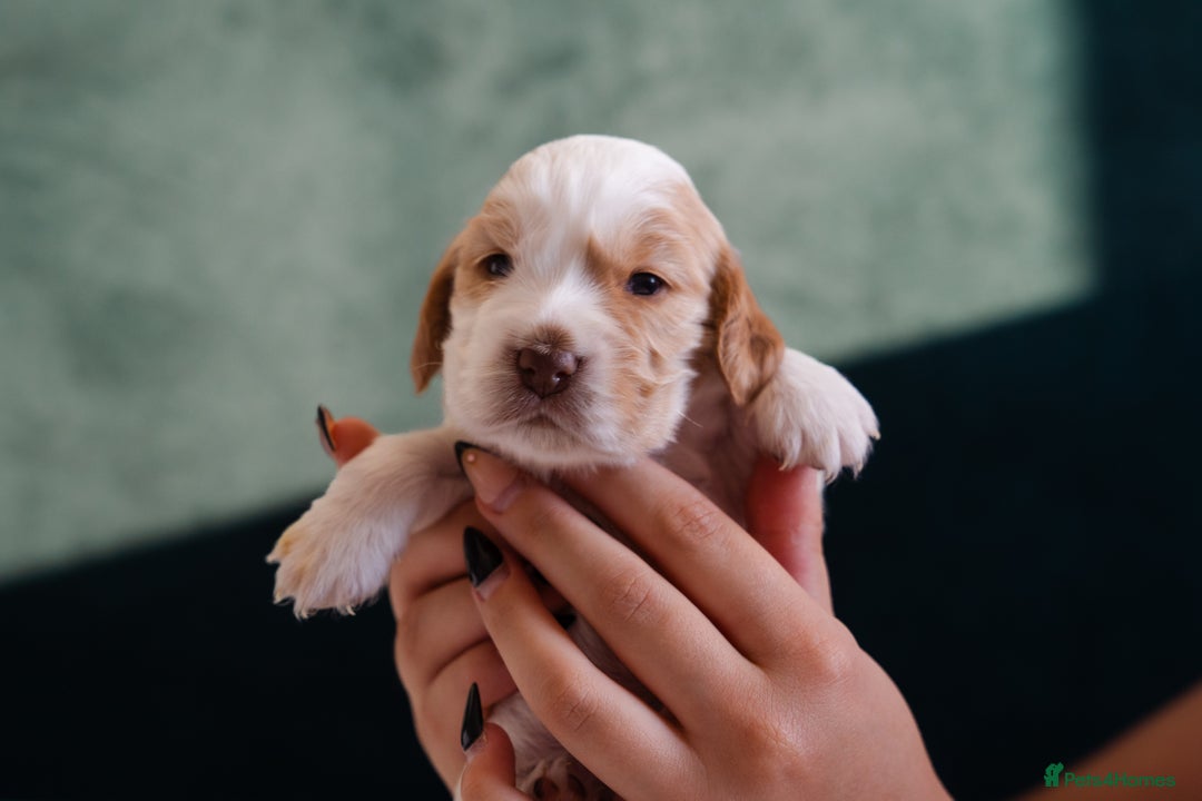 Cocker Spaniel dogs for sale: ✨ Showline Cocker Spaniel puppies for sale ✨ - Image 12