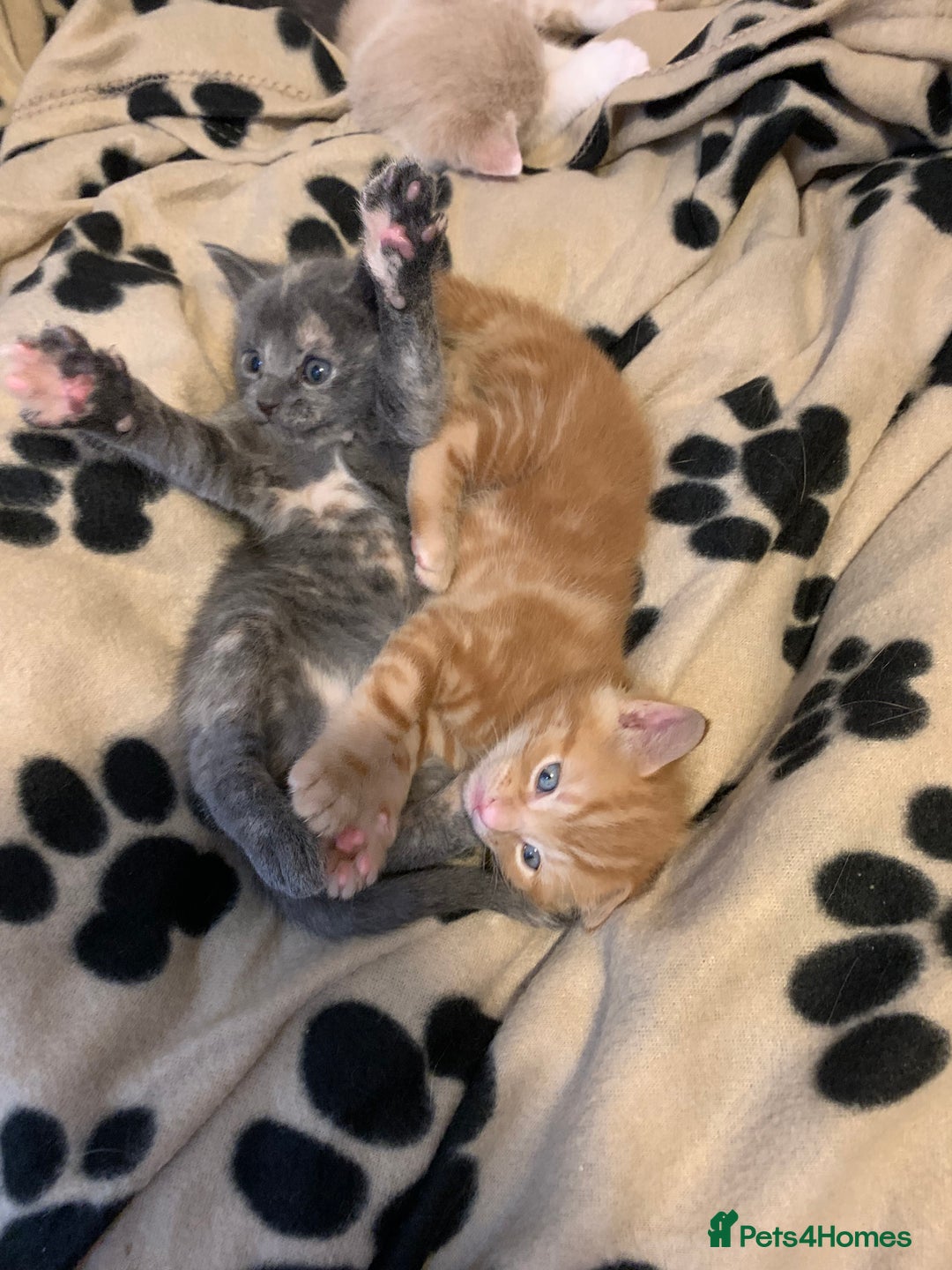 Mixed Breed cats for sale: 5 beautiful mixed British short hair  ✨ - Image 31