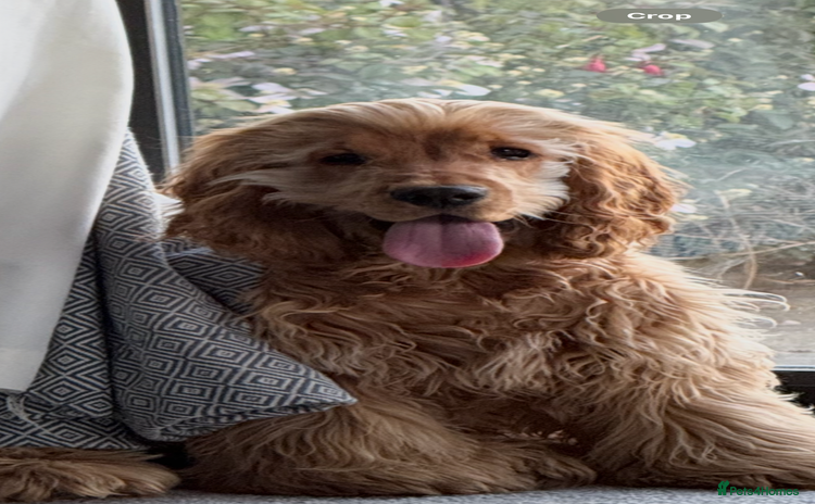 Cocker Spaniel dogs - Advert 4
