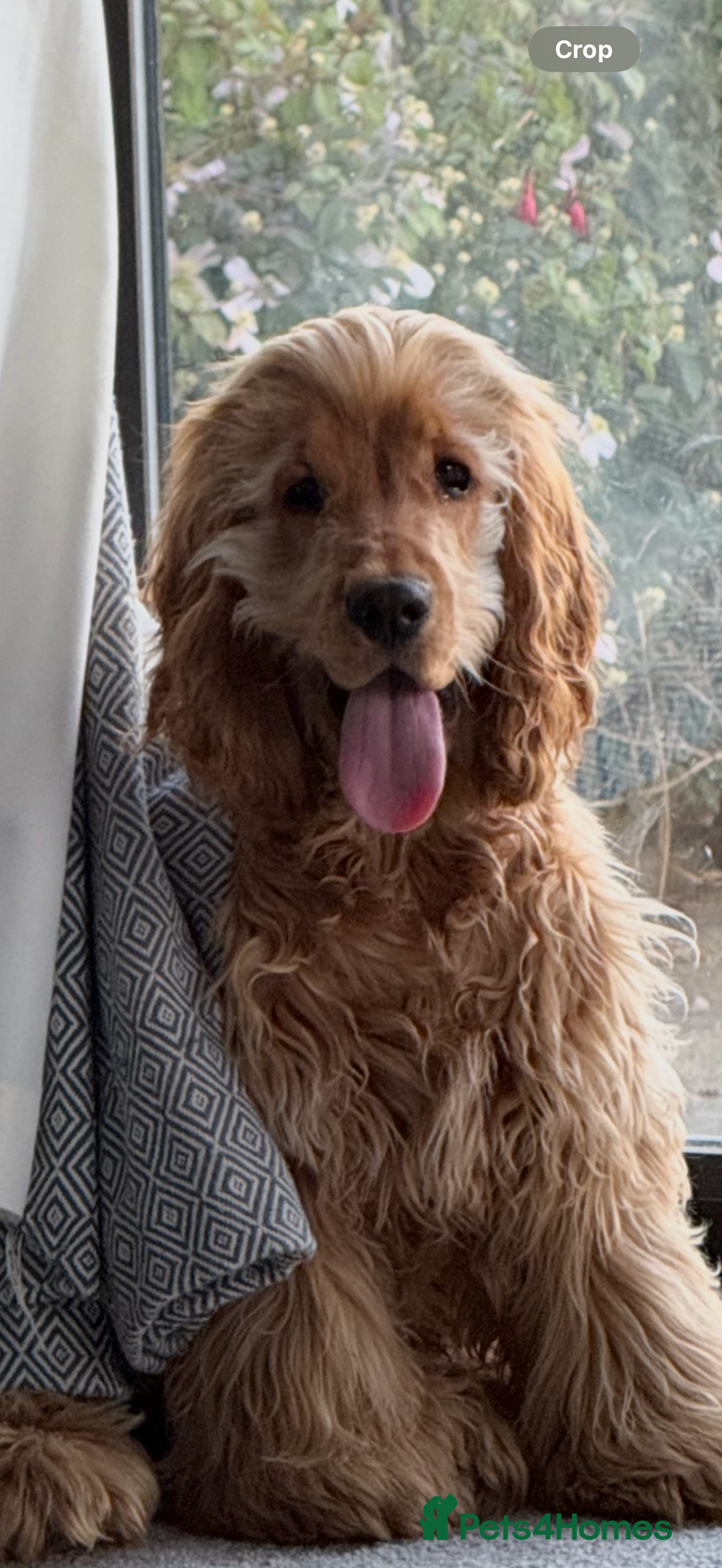 Cocker Spaniel dogs for stud: Show Type Cocker Spaniel - Image 1