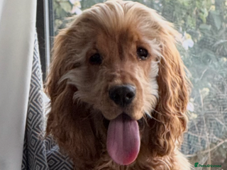 Cocker Spaniel dogs - Advert 14