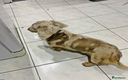 Miniature Dachshund dogs for stud: 🏆PEREZ’ CHAMPION STUD🏆  - Image 6